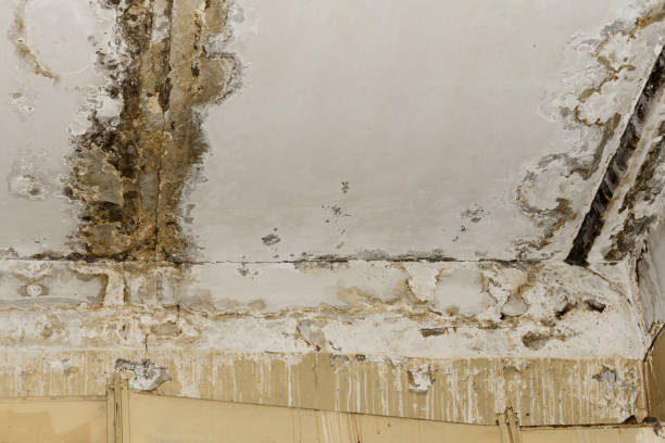  Monticello, MN Mold Removal Pros